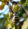 Wasp Spider Large