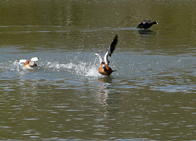 Arundel Wildfowl & Wetland Centre