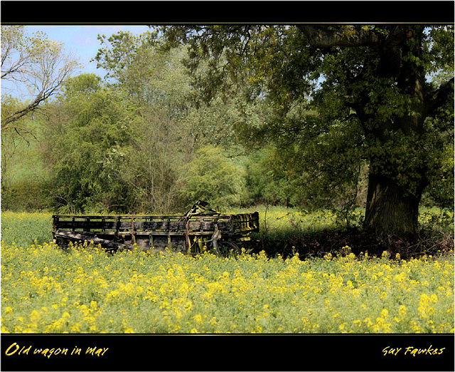 old wagon in May