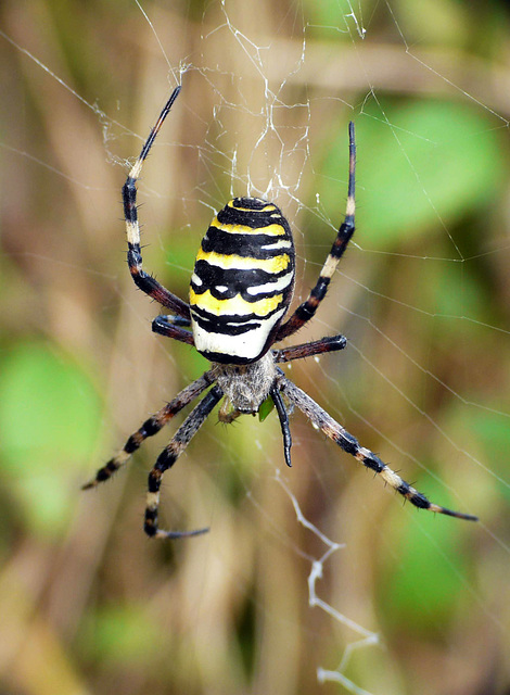 Wasp Spider Small