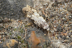 White-shouldered House Moth (answers to the name Lucky)..