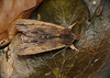 Tawny Pinion