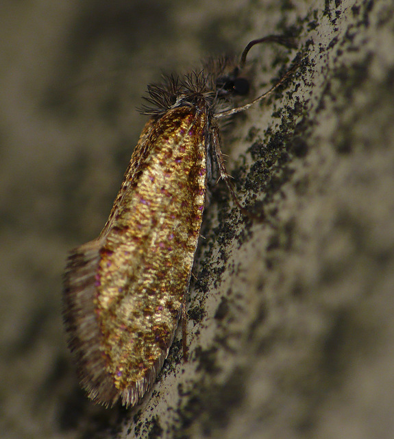 Eriocrania subpurpurella f. fastuosella