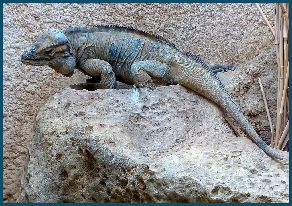 Cyclura Nubila. Rotsleguaan.