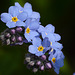 Forget-me-nots