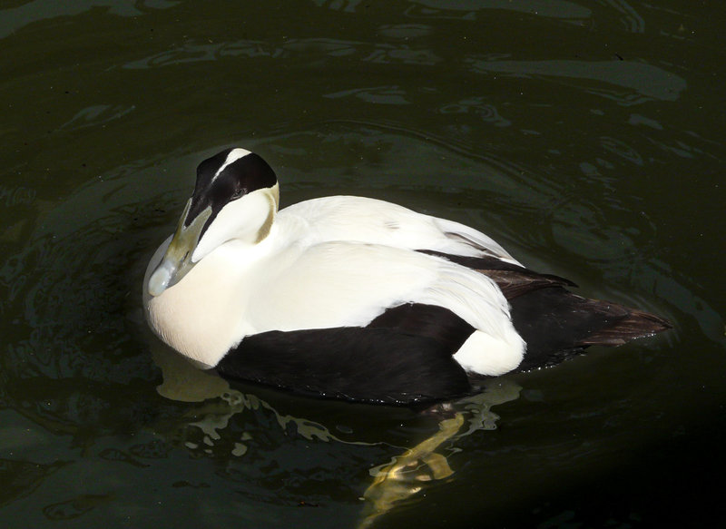 Arundel Wildfowl & Wetland Centre