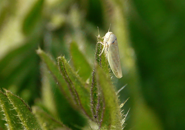 Unknown Tiny Bug