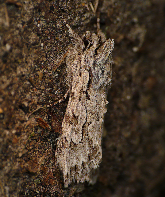 Early Grey -Side