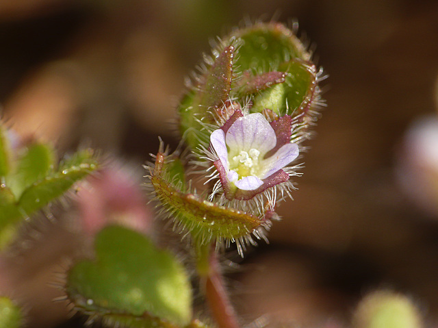 Ivy-leaved speedwell