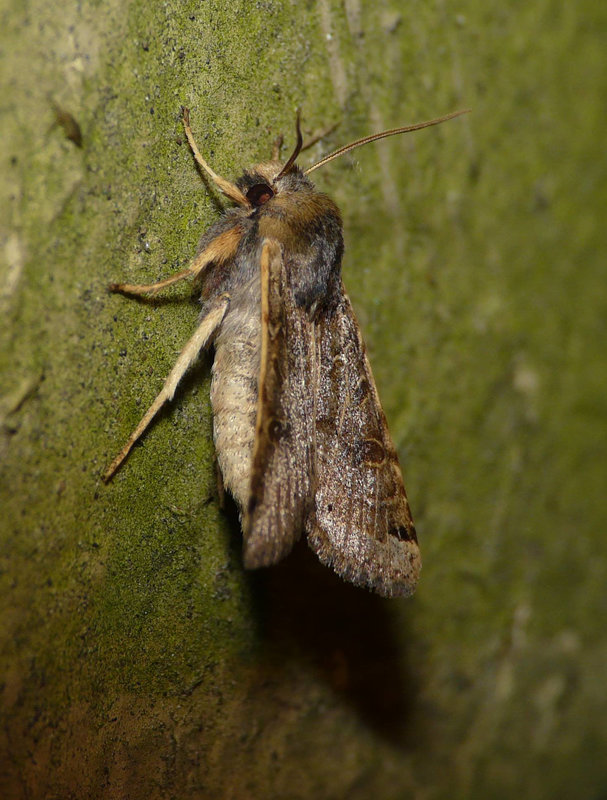 Lunar Underwing Dark Variation -Side