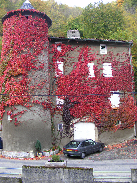 En automne ....toujours par ma fenêtre