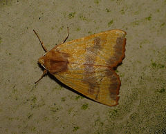 Centre-barred Sallow -Top