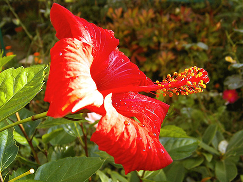 Hibiscus automnal 1