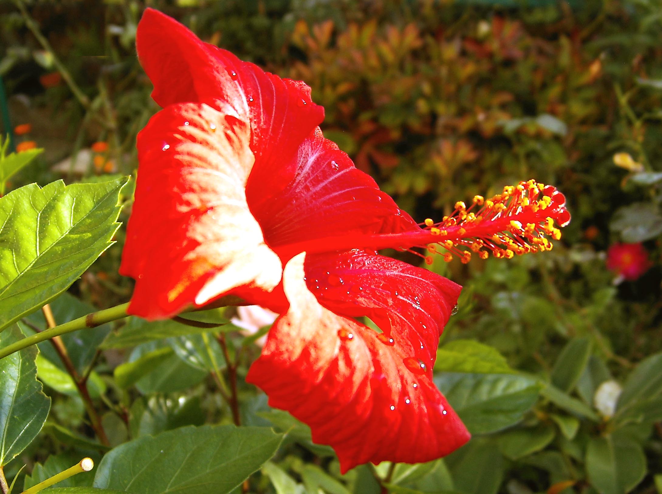 Hibiscus automnal 1