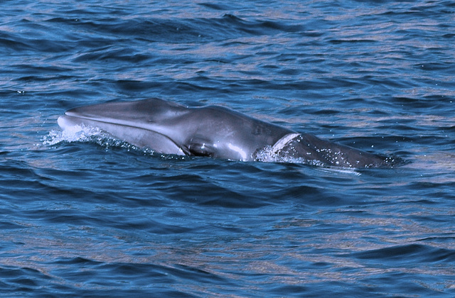 Sea of Sesimbra, juvenile Minke Whale trapped by a fishing net (2)