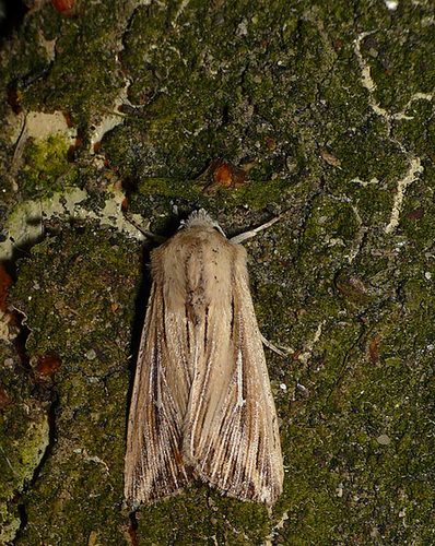 L-album Wainscot