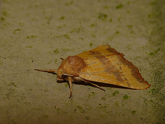 Centre-barred Sallow -Side