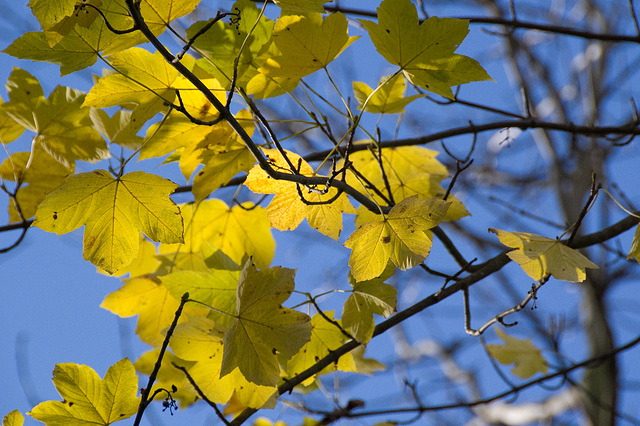 Yellow/Blue