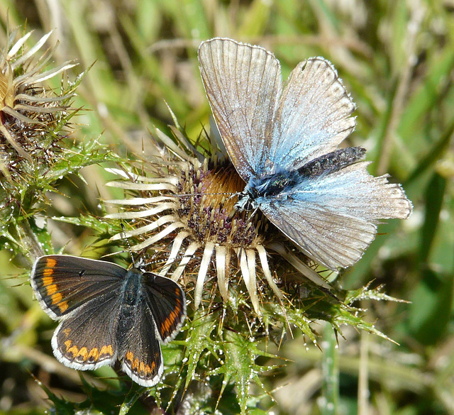 Brown Argus & Foe