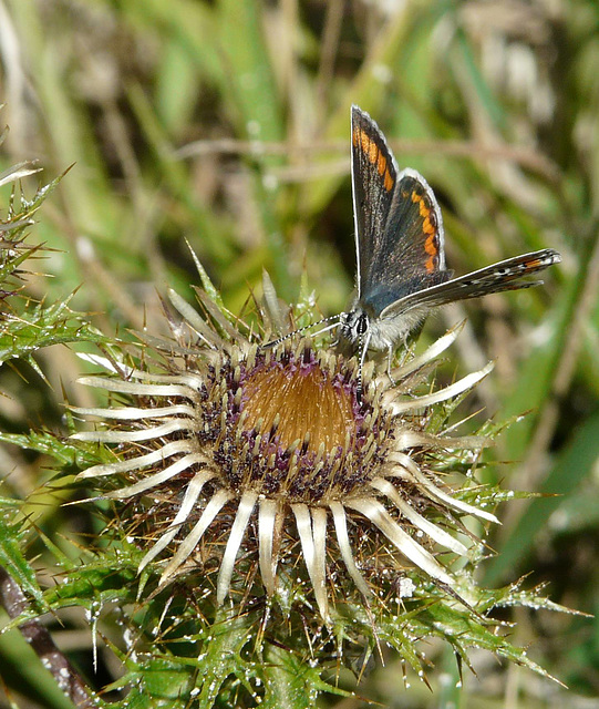 Brown Argus -Front