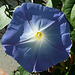 Die Blaue Blume