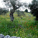 Olivenbaum und Frühjahrswiese
