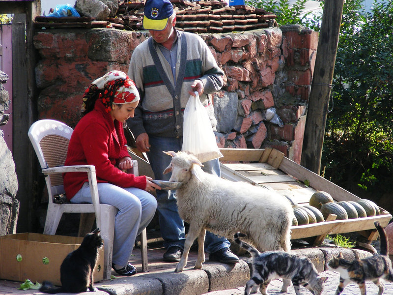Feeding a sheep
