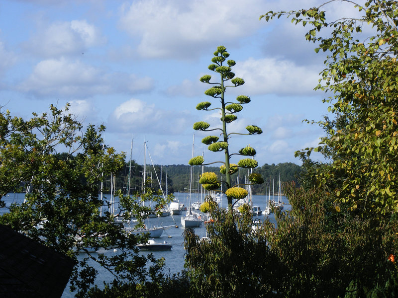 agave en fleur en bretagne!!!!