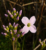 Cuckoo Flower