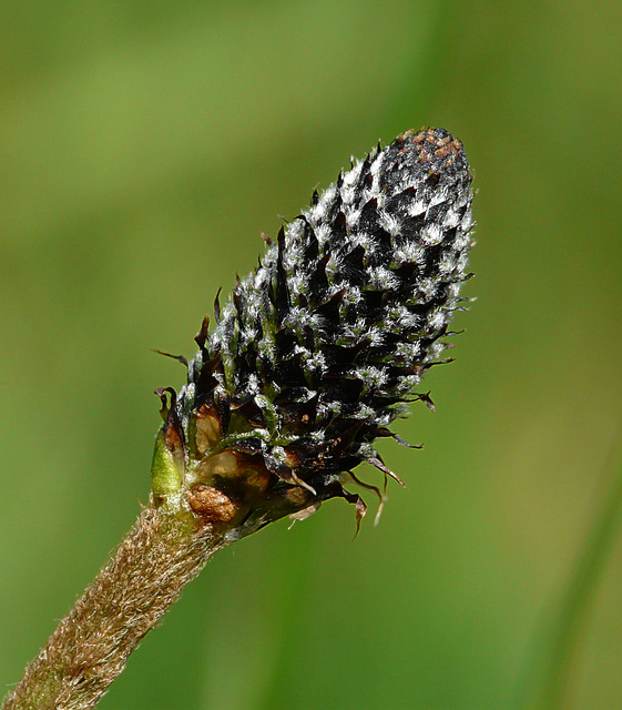 Ribwort