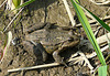 Common Frog