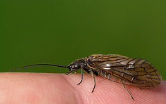 Alderfly