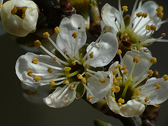 Blackthorn Tree