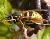 Common Wasp