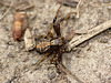 Common Crab Spider