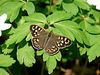 Speckled Wood Butterfly