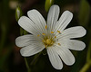 Greater Stitchwort