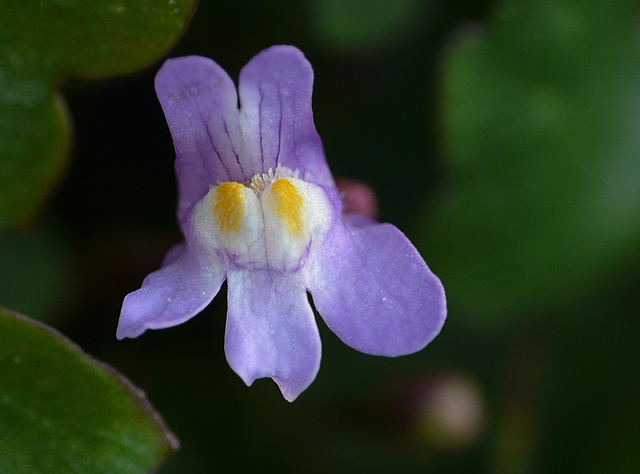 Ivy-leaved Toadflax