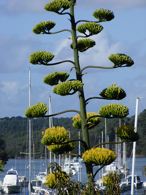 fleur d'agave!!