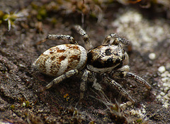 Zebra Spider