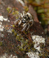 Zebra Spider Face