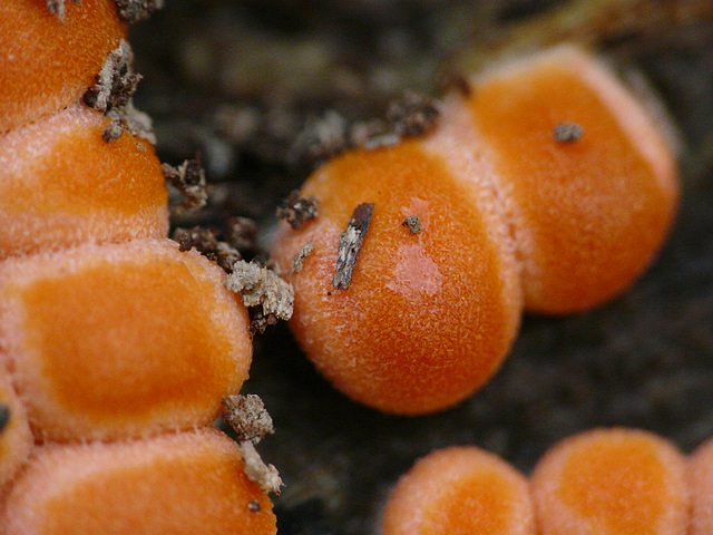 Slime Mold @ Kew