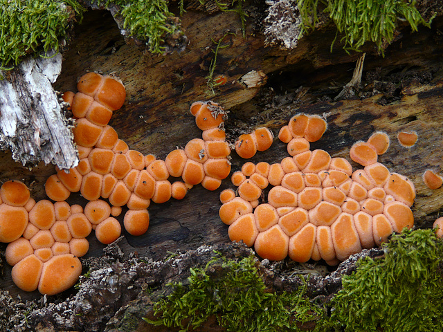 Slime Mold @ Kew