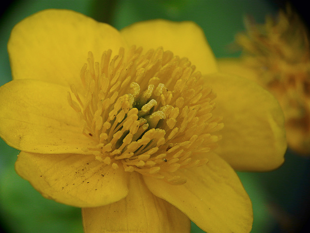 Marsh Marigold