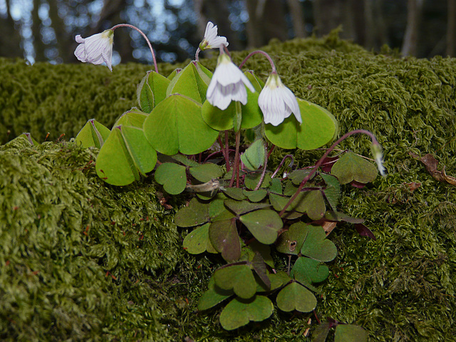 Wood Sorrel