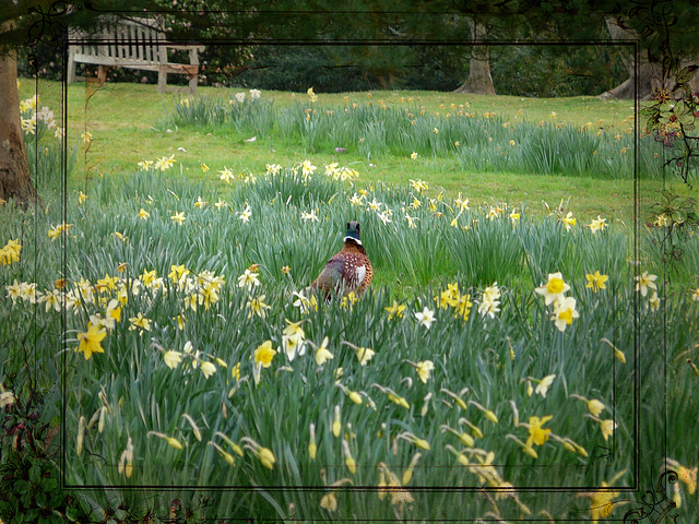 Ah, To Live Among the Daffs