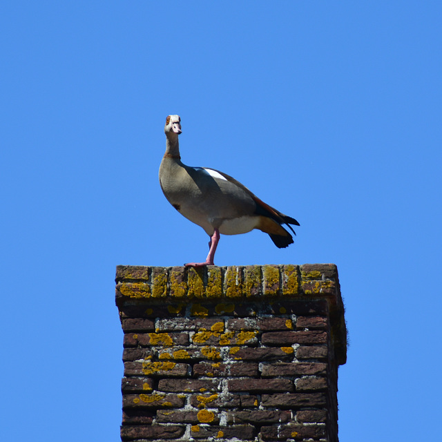 Egyptian Goose