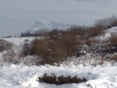 Nieve y arbustos.