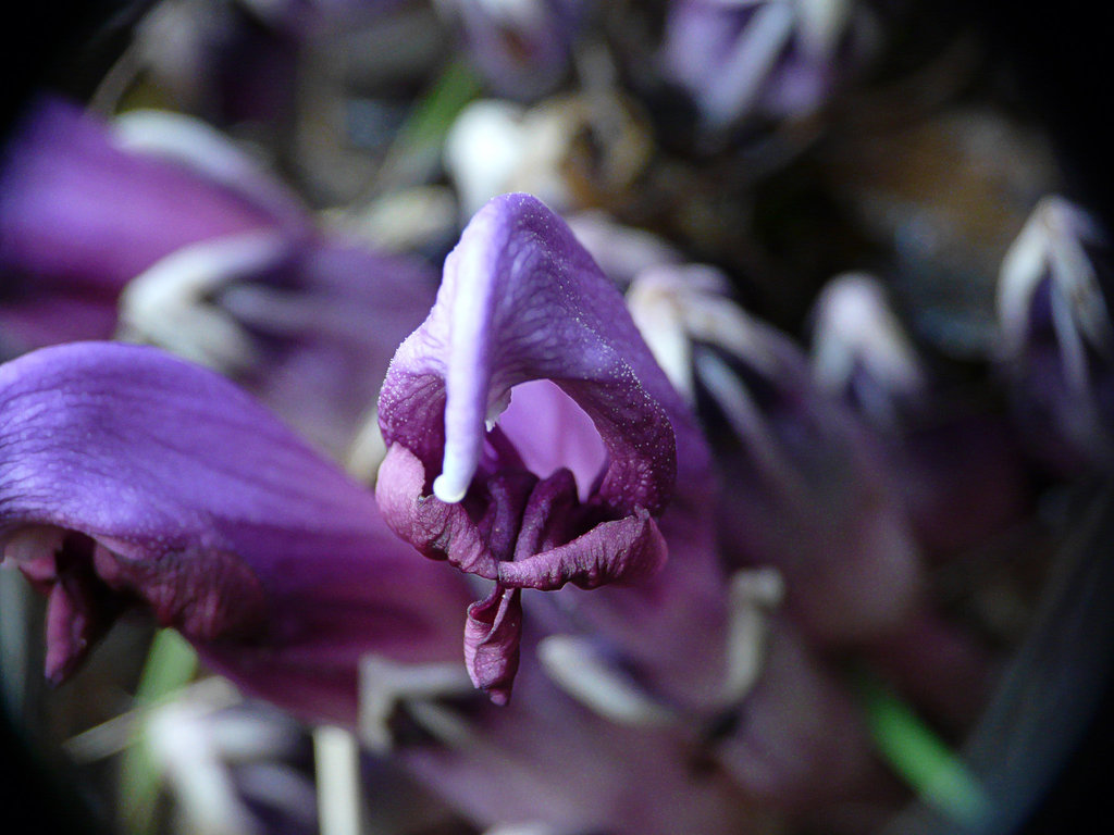 Purple Toothwort @ Kew