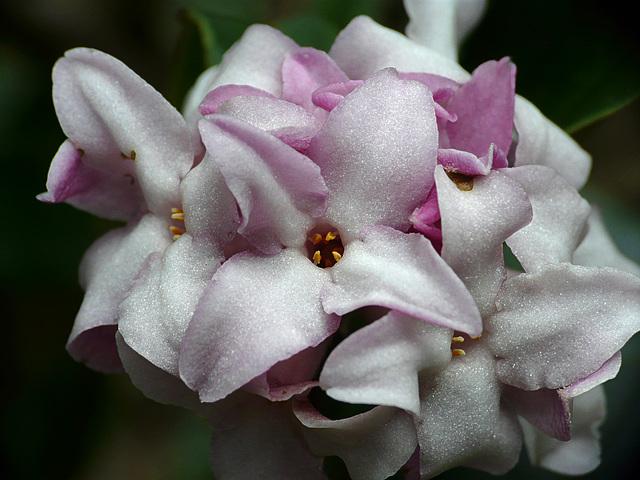 Frangrant Flowers @ Kew